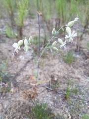 Silene csereii