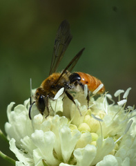Andrena marginata