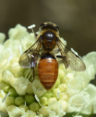Andrena marginata