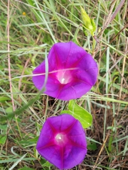 Ipomoea decasperma