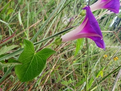 Ipomoea decasperma