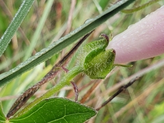 Ipomoea decasperma