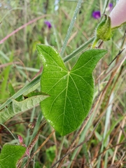 Ipomoea decasperma