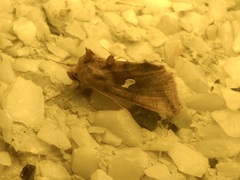 Autographa metallica
