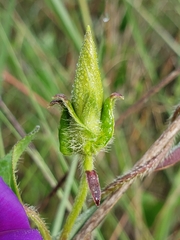 Ipomoea decasperma