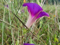 Ipomoea decasperma