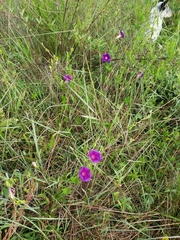 Ipomoea decasperma