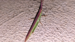 Gelastorhinus rotundatus