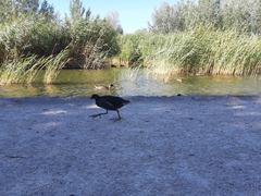 Gallinula chloropus