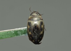 Platambus maculatus