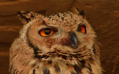 Bubo ascalaphus