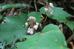 Begonia palmata