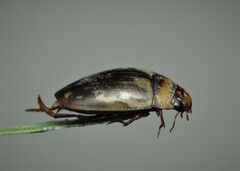 Platambus maculatus
