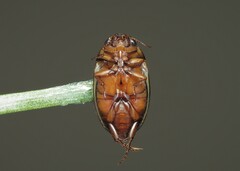 Platambus maculatus