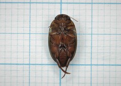 Platambus maculatus