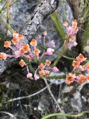 Erica excavata
