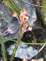 Erica excavata