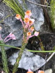 Erica excavata