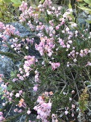 Erica excavata