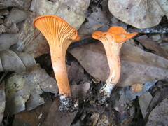 Cinnabarini
