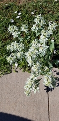 Euphorbia marginata