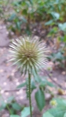 Dipsacus strigosus