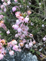 Erica excavata