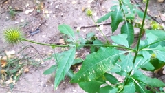 Dipsacus strigosus