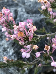 Erica excavata