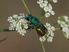 Chrysis marginata aliunda