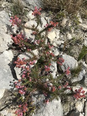 Erica excavata