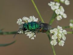 Chrysis marginata aliunda