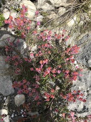 Erica excavata