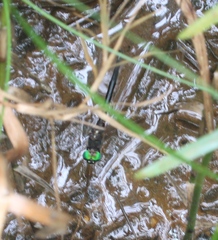 Somatochlora tenebrosa