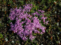 Silene acaulis exscapa