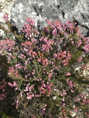 Erica excavata