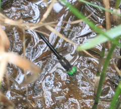 Somatochlora tenebrosa