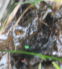 Somatochlora tenebrosa