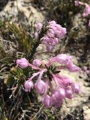 Erica excavata