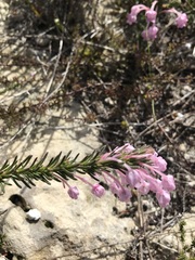 Erica excavata