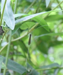 Brachypremna dispellens