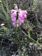 Erica excavata