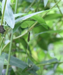 Brachypremna dispellens