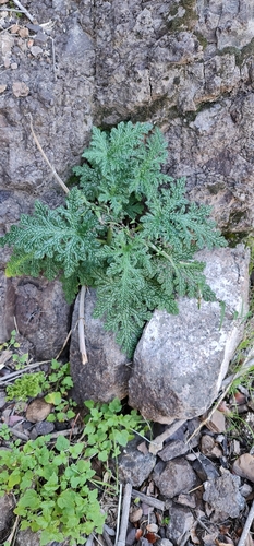 Blumenbachia dissecta (Blumenbachia dissecta)