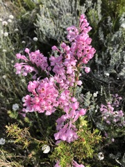 Erica excavata