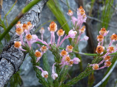 Erica excavata