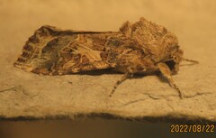 Spodoptera praefica