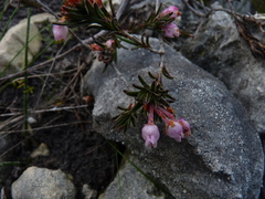 Erica excavata