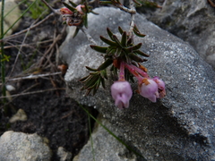 Erica excavata