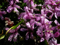 Silene acaulis exscapa